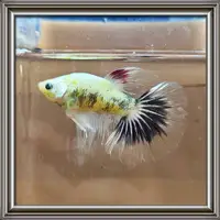 在飛比找蝦皮購物優惠-【小老頭逗鬥魚】鬥魚模型。飼料。PK。半月。螢光