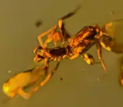A101 BU1209 Rare Schizomid ** in Burmese Amber Myanmar 99mya