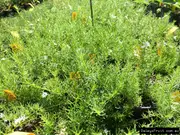 Buy Ground Cover Plants in Australia (Prostrate)