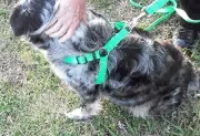Carter Pet Supply Hand Made Step In Dog Harness USA Made Easy Fit Small