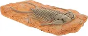 Alipis Paleontological Insect Specimen Decoration for Science Teaching Decorative Insect Ornament for Collection for Educational Use and Home Decor