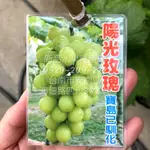 麝香葡萄苗(高經濟價值/農民大量種植推薦) 陽光玫瑰苗 葡萄苗 水果苗 麝香葡萄【新品水果種苗】