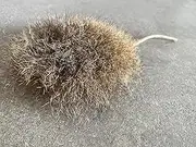 Road Kill Flat Mouse Cat Toy Attachment, Genuine Leather and Rabbit or Kangaroo Fur, Interactive Pet Play