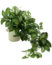 Creative Displays Decorative Nephthytis Arranged in Ceramic Vase