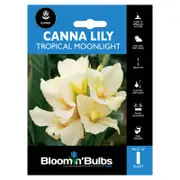 Bloomin' Bulbs Canna Lily - Canna hybrid cultivars