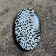 Awesome black fossil coral cabochon oval shape gems smooth gemstone for jewelery