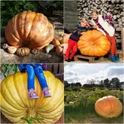 Pumpkin - Dills Atlantic Giant seeds