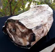 10 Lb 10 Oz Natural Rare Opalized Mirror Polished Big Petrified Wood Uv Reactive