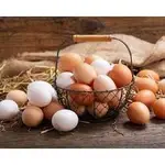 高山放養土雞 初蛋 雞蛋 紅殼蛋 青殼蛋 土雞蛋 放養雞蛋 營養蛋 新鮮雞蛋