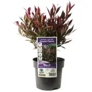140mm Lilly Pilly Forest Flame - Acmena smithii