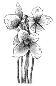 Candid Flowers, Wood Mounted Rubber Stamp PENNY BLACK - NEW, 4039K