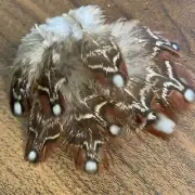 10pcs RARE Tragopan Natural Real 6-10cm Pheasant Plumage Feathers DIY Art Craft