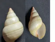 #1961 Liguus Roseatus approx. 45mm land snail shell
