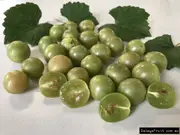 Buy Muscadine Grape Fry Vines (Vitis rotundifolia)