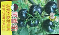 在飛比找Yahoo!奇摩拍賣優惠-[黑番茄盆栽 花青素含量超高 黑色番茄苗 ] 室外植物 5吋