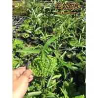 在飛比找蝦皮購物優惠-『525生態植物園』臺灣天仙果 （羊奶頭） 藥用或食用