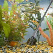 3 Pcs Aquatic Tweezers Professional Aquarium Tongs Fish Tank Reptile Accessory