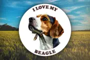I Love My Beagle Sticker Decal Waterproof Vinyl Art