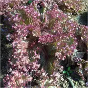 Lettuce - Salad Bowl Red seeds