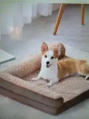 Dog Bed Orthopedic Memory Foam Waterproof Pet Sofa with Removable Bolster Cover