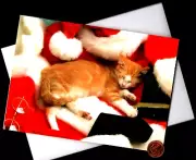 CHRISTMAS Orange Tabby Cat Kitten Santa Clause Outfit Glasses Hat Greeting Card