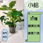 ［G-Z］水草 小榕 水族裝飾 陰性水草 新手專用