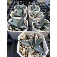 在飛比找蝦皮購物優惠-【Agave 龍舌蘭-屈原之舞扇】定植於2吋盆 穩根(不挑隨