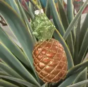 Pineapple Glass Ornament Tropical Island Hawaii Fruit Florida Pool Beach Food
