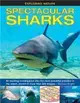 Spectacular Sharks ─ An exciting investigation into the most powerful predator in the ocean, shown in more than 200 images