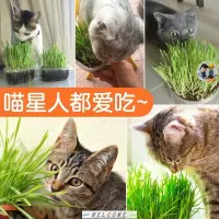 在飛比找蝦皮購物優惠-Cat Grass Seeds, 0.5 Oz (400+)