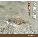 【彩蝦屋】火翅金鑽 火翅金鑽燈 水草 超熱門水族魚種 水族 飼料 高級魚飼料