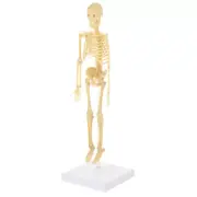 skeleton anatomy model anatomical skeleton anatomy skeleton Skeleton Model