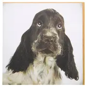 Magnet & Steel Cocker Looking Up Card