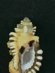 12 cm Nature Conch Shell Real Sea Murex Pecten Coral Snails Ornament Decor Gift