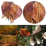 +50Natural Terminalia Catappa Leaves almond aquarium water to balance PH Acidity