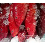 【水汕海物】頂級食材 高檔漁獲 野生紅條石斑魚、三去實重、段切。澎湖望安、七美海域。『實體店面、品質保證』