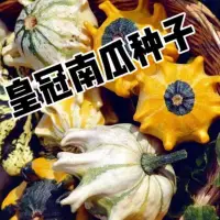 在飛比找蝦皮購物優惠-現貨、種子 皇冠玩具小型迷你型觀賞南瓜觀果植物蔬菜瓜果花種子