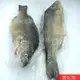 【海鮮7-11】貴妃魚   600-700g/隻 *肉質細滑豐腴、肥而不膩，口感極其甘甜 **每包350元**