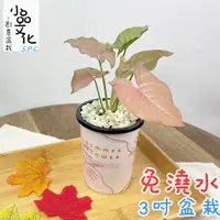 在飛比找蝦皮商城優惠-【小品文化】粉紅合果芋【現貨】3吋杯子免澆水盆栽 懶人盆栽 