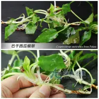 在飛比找Yahoo!奇摩拍賣優惠-【AC草影】巴干西瓜椒草（水上葉）【一株】前景草 椒草系列 