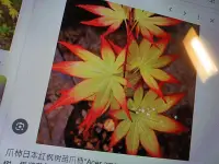 在飛比找Yahoo奇摩拍賣-7-11運費0元優惠優惠-特殊少見的日本紅楓樹名字叫做爪柿，葉子長新芽的時候很漂亮矮霸
