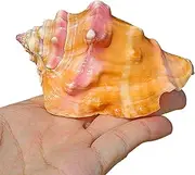 Seashells, Natural Beach Sea Shells, Ocean Conch Shells Great for Beach Theme Party Home Decor DIY Crafts Fish Tank and Vase Filler,A,M(Medium)