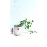 在飛比找蝦皮購物優惠-**大自然盆栽園** 紫花馬櫻丹--療鬱小品盆景--68