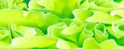 Chartreuse WaterBTW25KSM Acrylic (2 pc) Knife Scales 1/4" x 1 1/2" x 5"