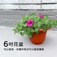 在飛比找momo購物網優惠-【生活King】雅美花盆/盆栽/-6吋(3入組)