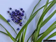 Buy Blue flax-lily Plant - Dianella caerulea