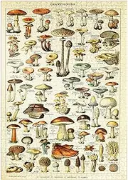 Champignons - Mushrooms for All, Vintage Art Poster, Adolphe Millot - Premium 1000 Piece Puzzle - MyPuzzle Special Collection by Havana Puzzle Company