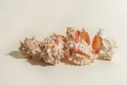 Pink Murex Phyllonotus erythrostomu Hermit Crab Sea Shell 4" - 4 1/2" ( 6 Pcs)