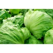 LETTUCE 'Iceberg' seeds