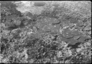 Queensland Coral Great Barrier Reef - Old Photo 6